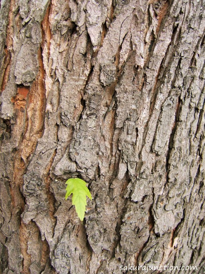 Tiny Leaf in Solitude