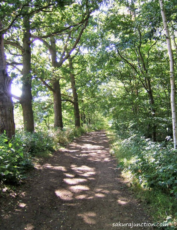 Walk with Siver birch