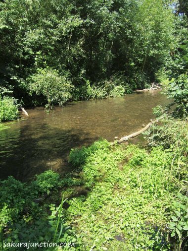 River with watercress