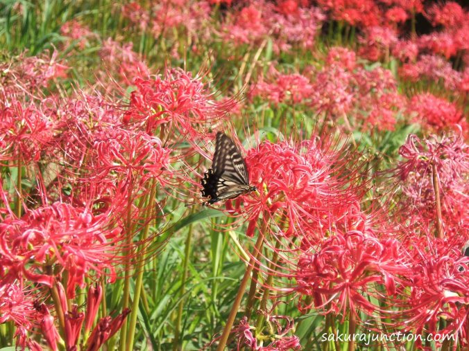 butterfly on Higanbana
