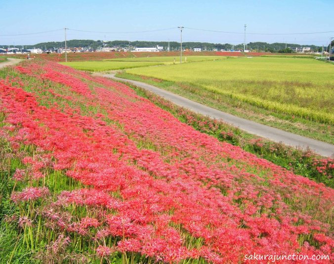 Higanbana spread out