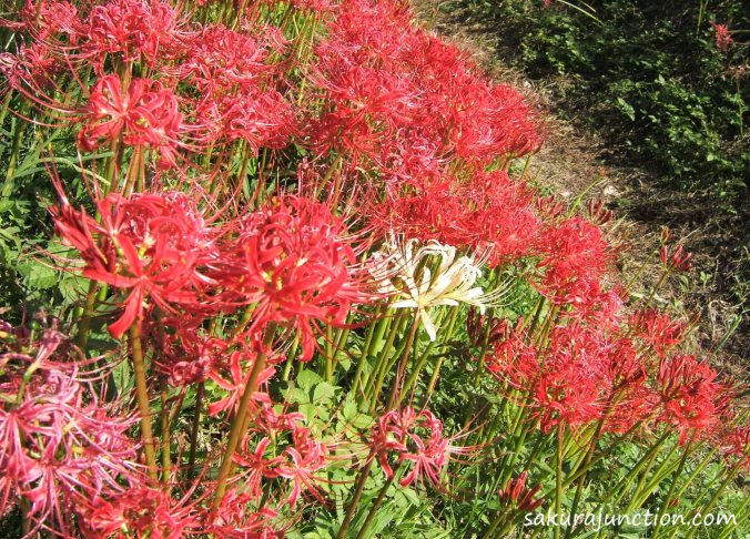 Higanbana White Sheep