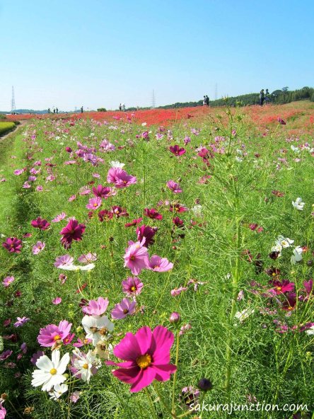 Higanbana with Cosmos