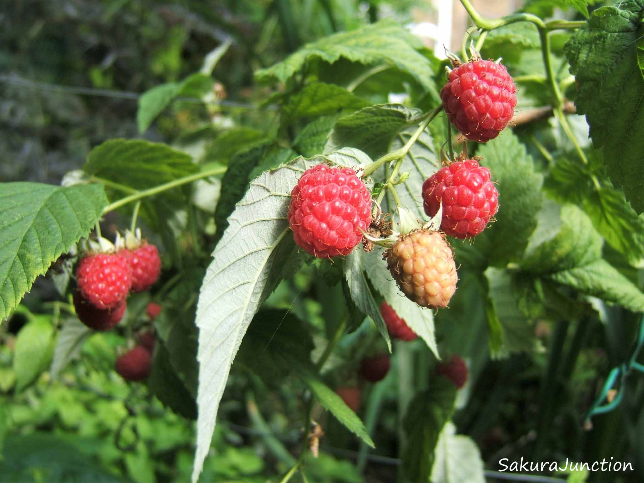 Jibri Raspberry It’s Raspberry Time! | Sakura Junction