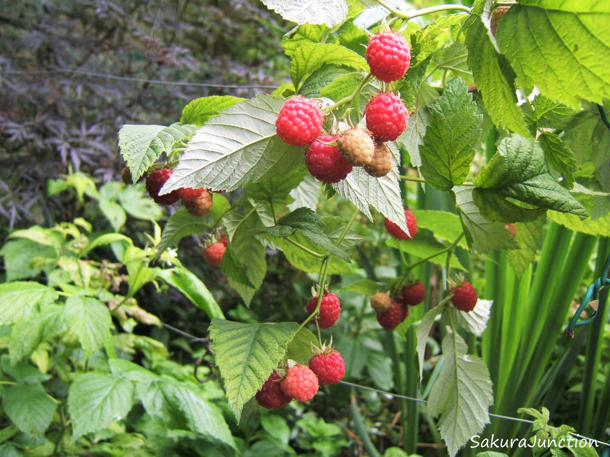 It’s Raspberry Time! | Sakura Junction
