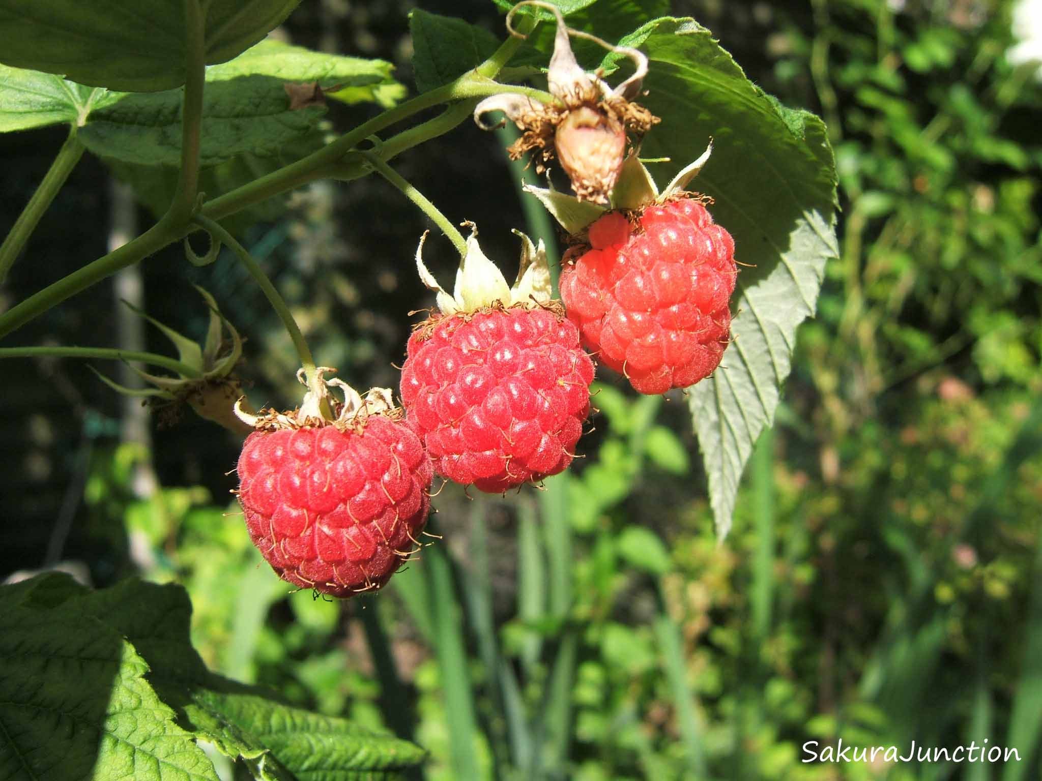 Riverport Raspberry It’s Raspberry Time! | Sakura Junction