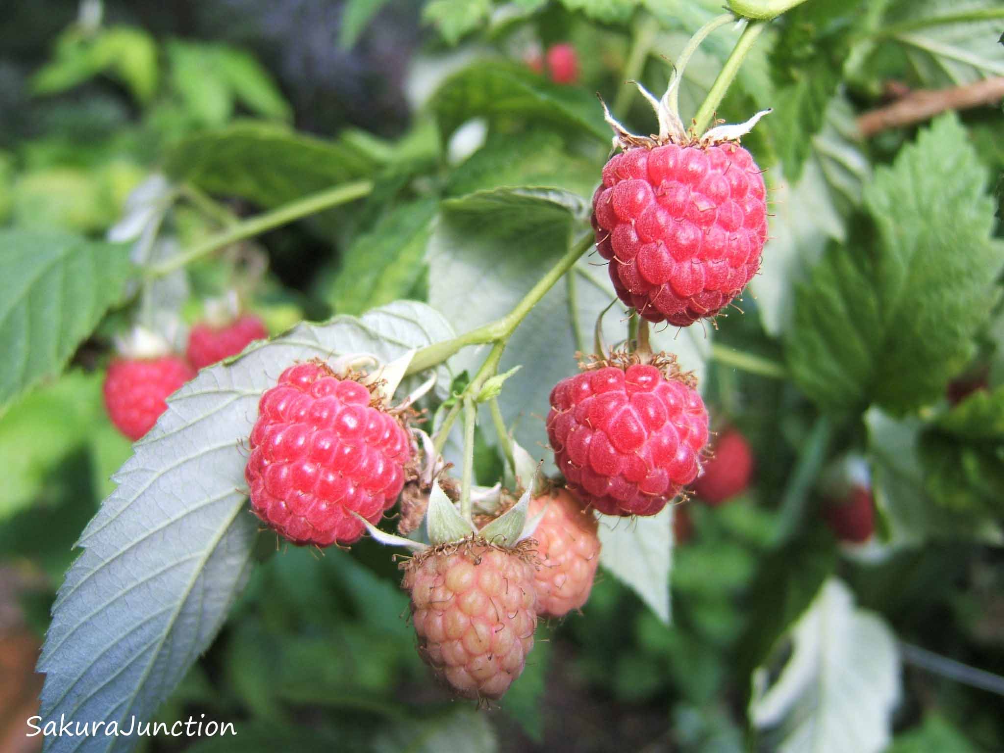 Jibri Raspberry It’s Raspberry Time! | Sakura Junction