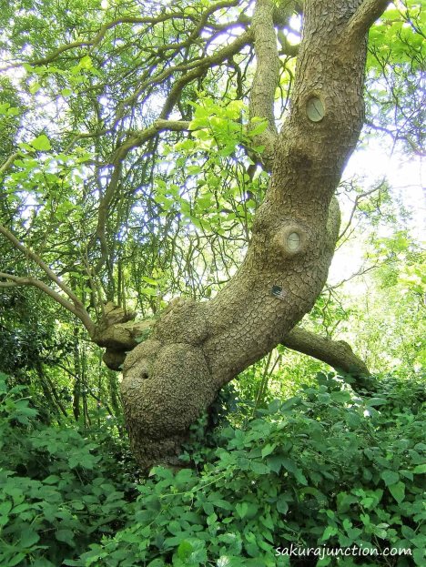 Belly Tree