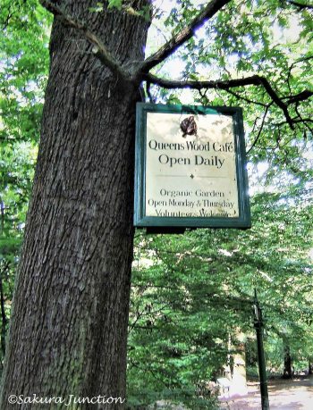 Queens Wood Cafe5