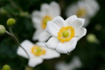 Japanese Anemone