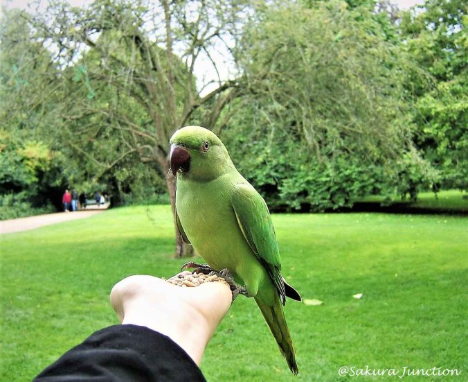 Kensington Parrot2