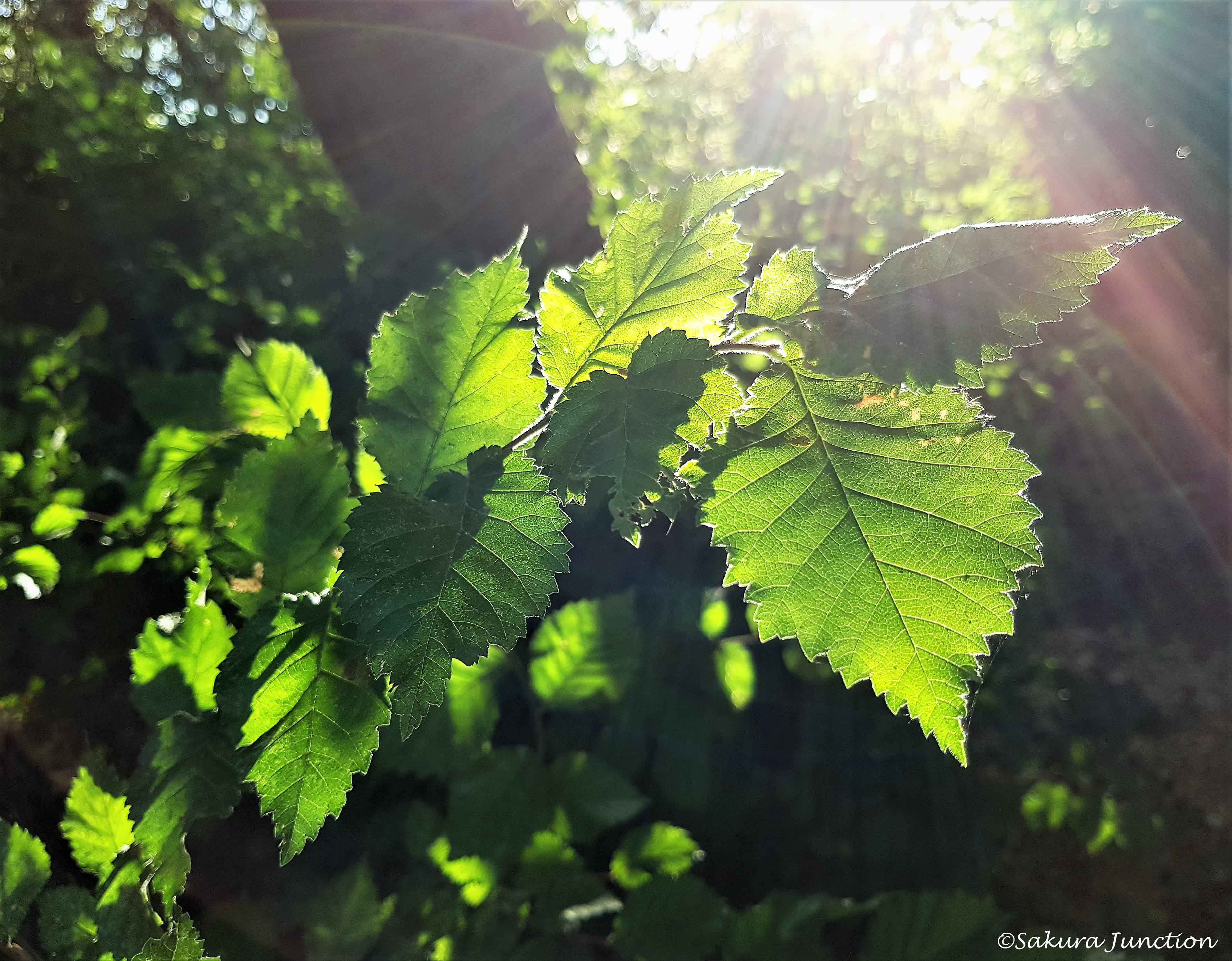 Light through leaves