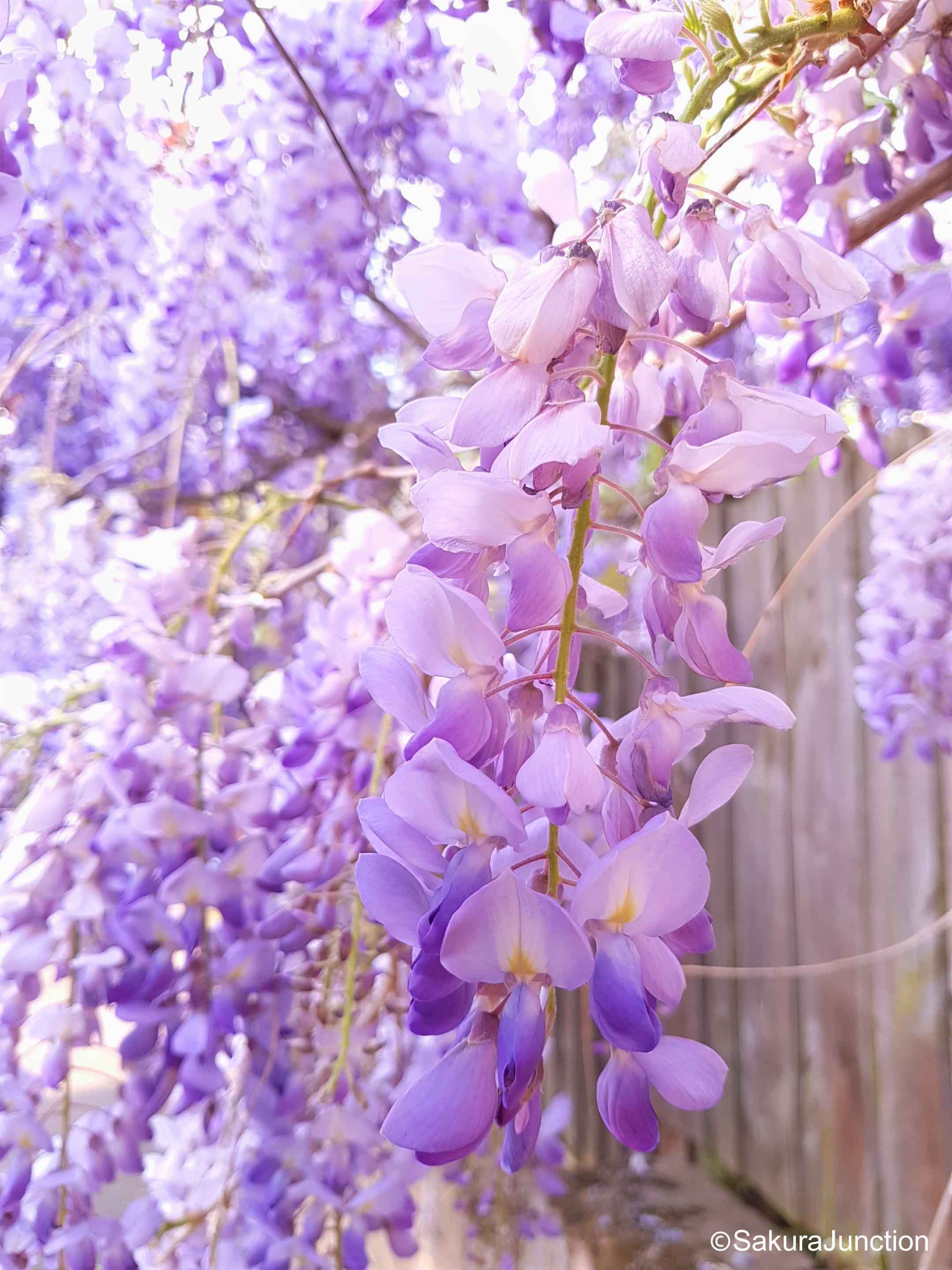 Wisteria on fence