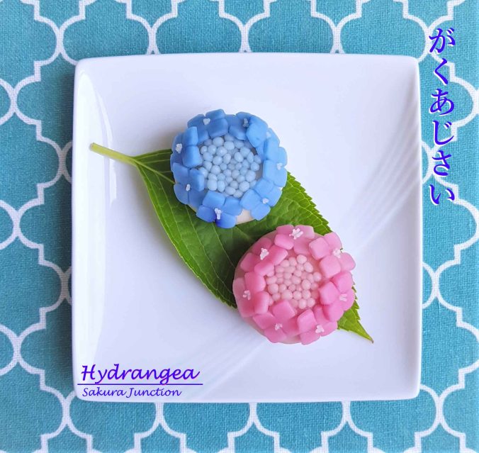 Hydrangea10-3